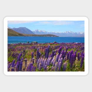 Lake Tekapo and wild flowering lupins Sticker